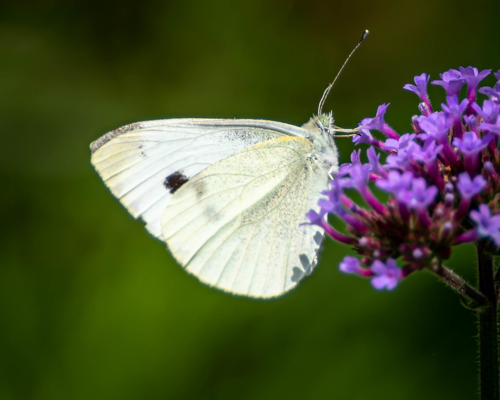 Cabbage White on Flower with Shadows by marylandgirl58