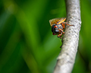 13th Jun 2021 - Cicadas Brood X 2021 Eye Spy