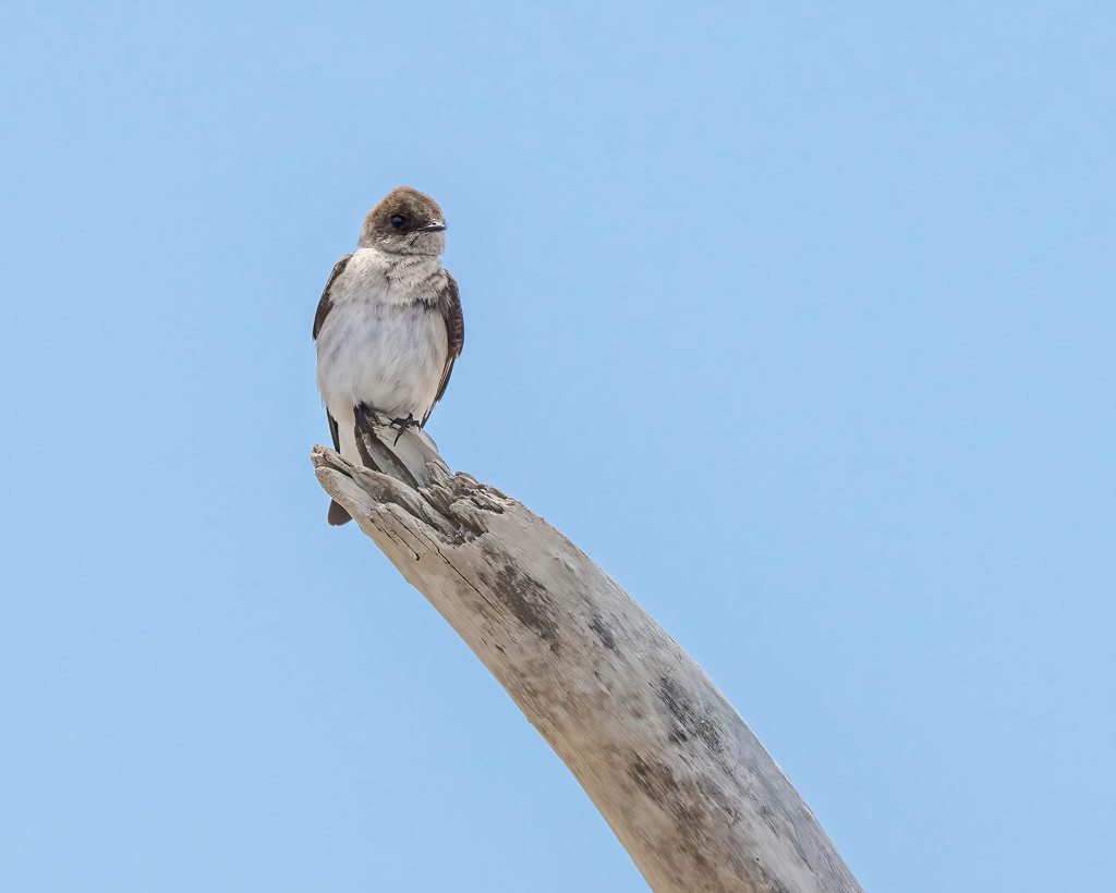 Northern Rough-winged Swallow by nicoleweg