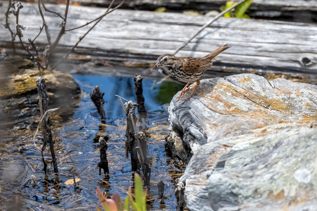 Song Sparrow Fishing by nicoleweg