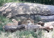 12th Jun 2021 - Sleepy Lion