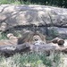 Sleepy Lion by julie