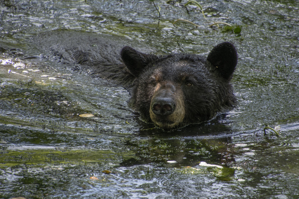 Maymont - Black Bear by timerskine