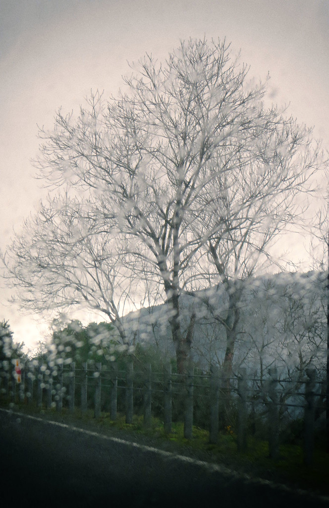 rain tree by kali66