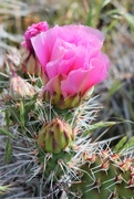13th Jun 2021 - Cactus Flower