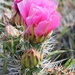 Cactus Flower by sandlily