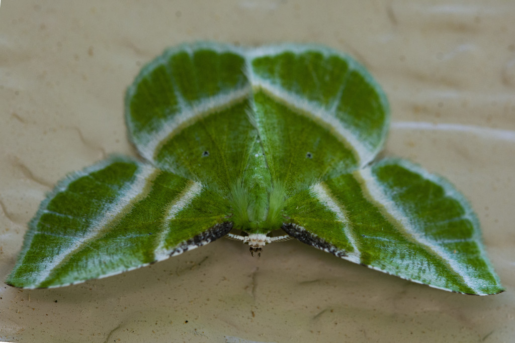 Showy Emerald Moth by cwbill