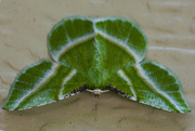 13th Jun 2021 - Showy Emerald Moth
