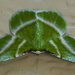 Showy Emerald Moth by cwbill