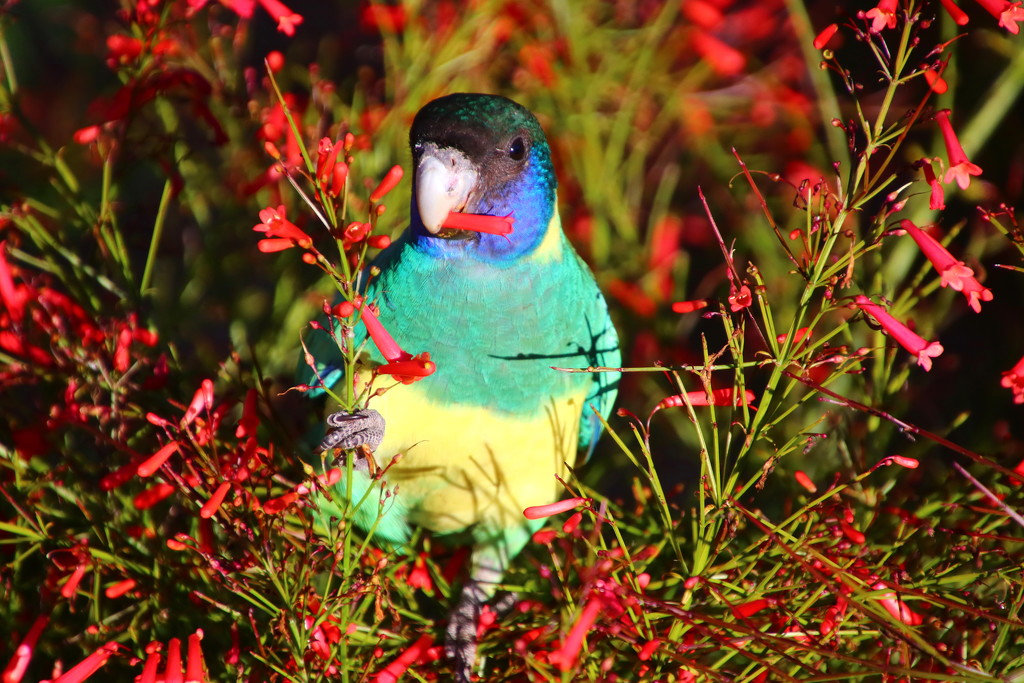Day 5 - Australian Ringneck Parrot 2 by terryliv