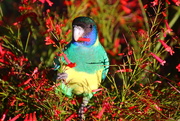 4th May 2021 - Day 5 - Australian Ringneck Parrot 2