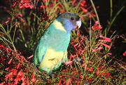 4th May 2021 - Day 5 - Australian Ringneck Parrot 1