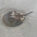 Horseshoe crab by kimhearn