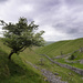 Lone tree at Conistone Dib by fueast
