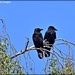 Two old crows by rosiekind