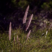 14th Jun 2021 - Glowing Grass Seed _6141678