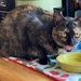Cat-sitting for Minnie Mae by tunia