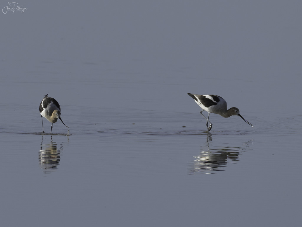 American Avocets with Droplets  by jgpittenger