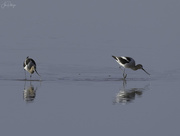 14th Jun 2021 - American Avocets with Droplets 