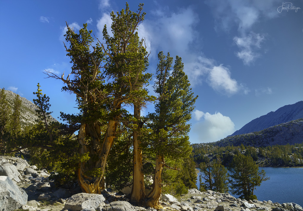 Bristlecone Pines  by jgpittenger