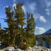 Bristlecone Pines  by jgpittenger