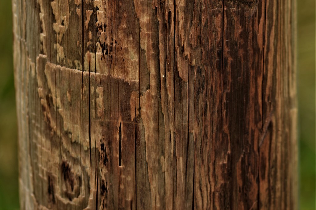 wood grain by christophercox