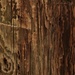 wood grain by christophercox