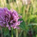 Red Clover by okvalle