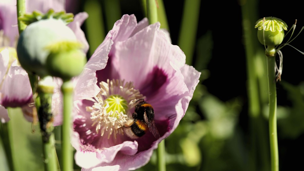 Collecting pollen  by moonbi