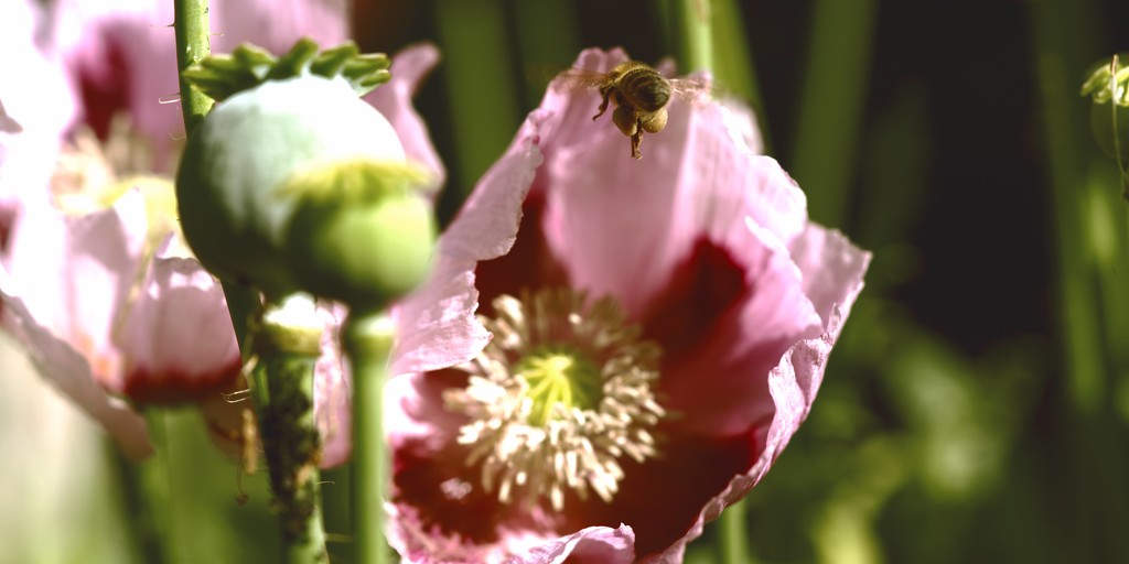 The Pollen  Basket- Corbicula by moonbi