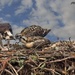 LHG-3091- Mom feeds the  chicks by rontu