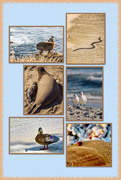 13th Jun 2021 - Animals at the Beach