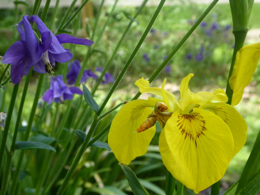 Aquilegia and yellow iris by snowy