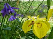 14th Jun 2021 - Aquilegia and yellow iris