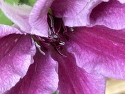 14th Jun 2021 - Clematis Flower 