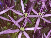 13th Jun 2021 - Allium Flower 