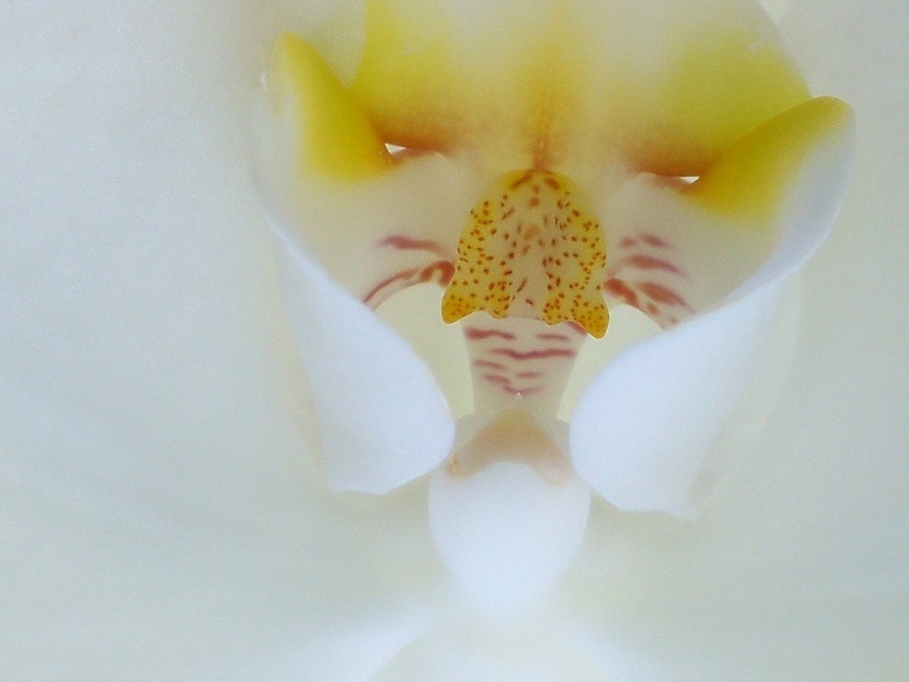Orchid face... by marlboromaam