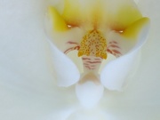 15th Jun 2021 - Orchid face...
