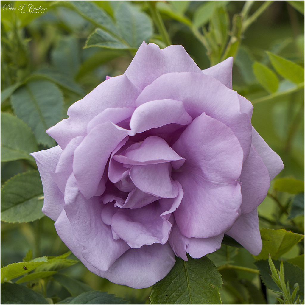 Mauve Rose by pcoulson