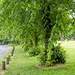 14 June Avenue of trees by delboy207