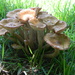 Mushrooms  by sfeldphotos