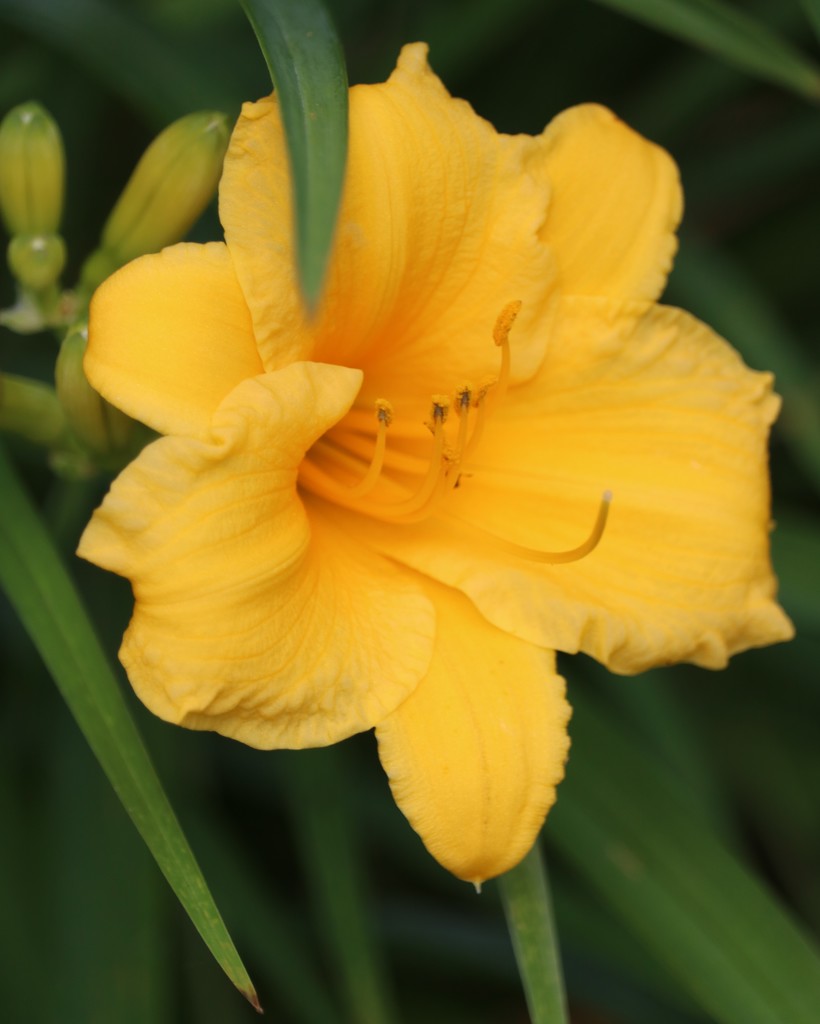 June 13: Stella D'oro lily by daisymiller