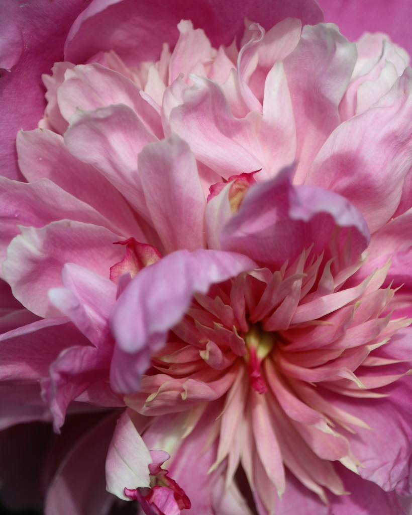 May 19: Peony Flower Ruffles by daisymiller