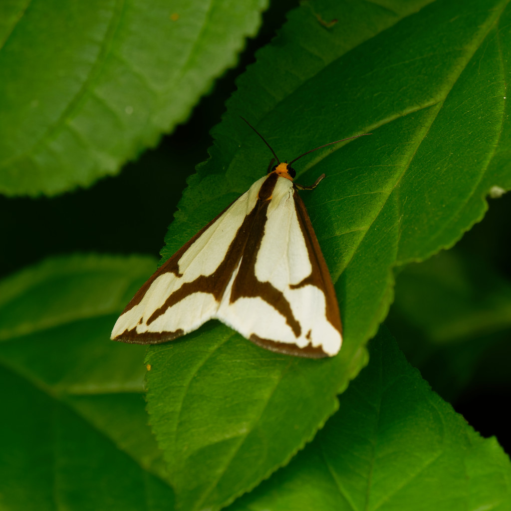 Haploa moth by rminer
