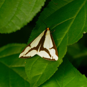 14th Jun 2021 - Haploa moth