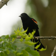 14th Jun 2021 - red-winged blackbird 