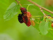 14th Jun 2021 - red mulberry