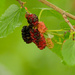 red mulberry by rminer