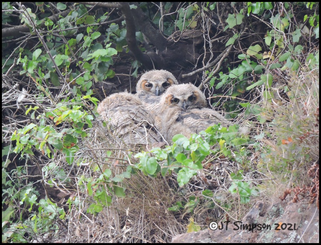 Juvenile Great Horned Owls... by soylentgreenpics