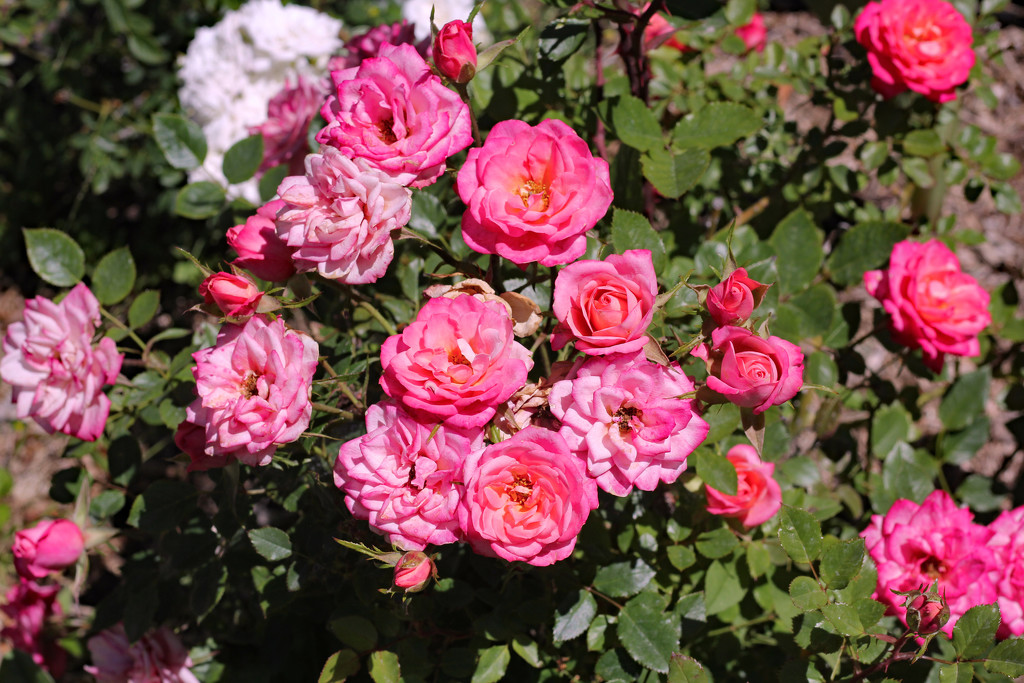 Roses in Bloom by jaybutterfield